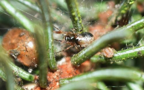 Anelosimus vittatus